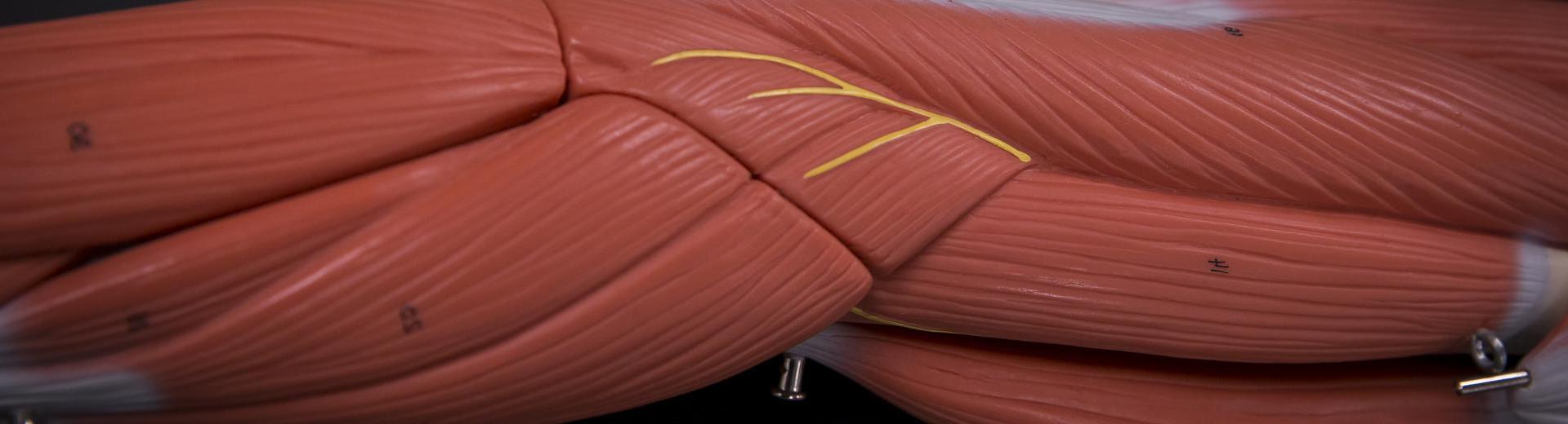 muscle fibers in an arm